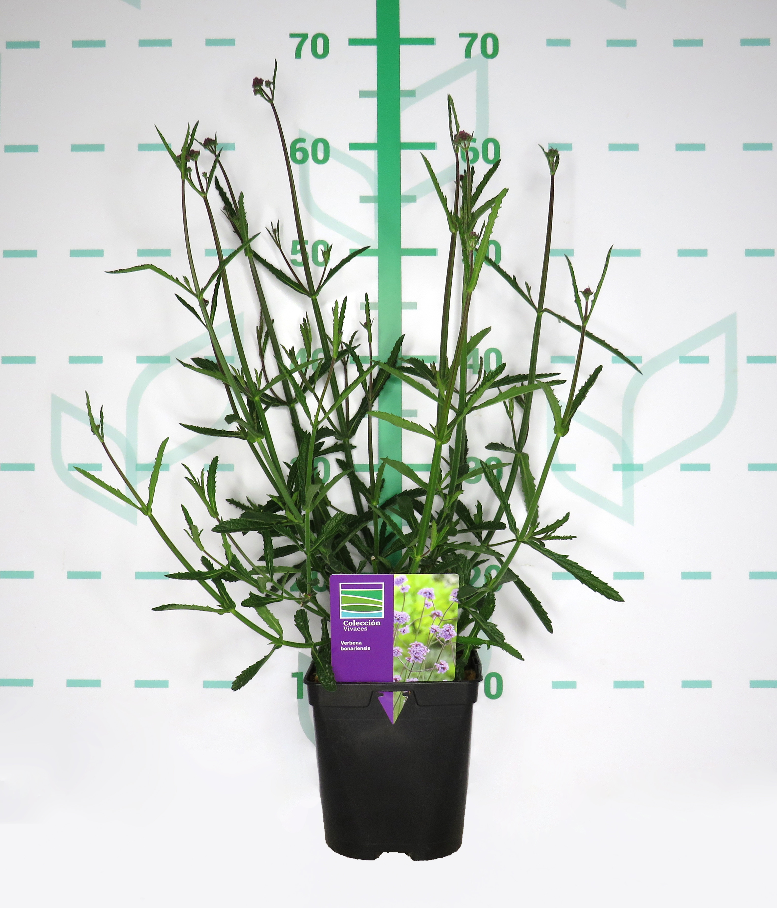 Verbena bonariensis 2L R/C 40/50