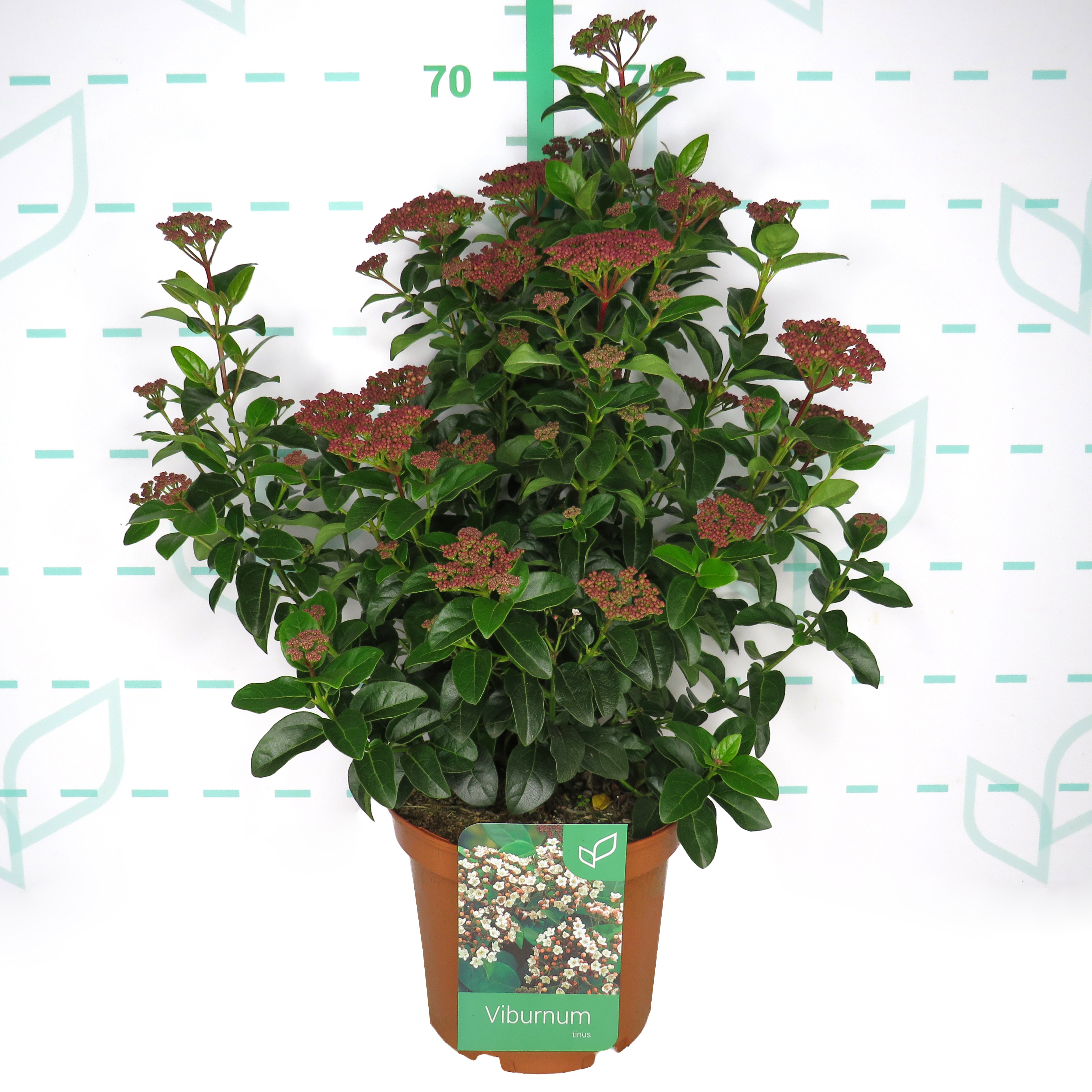 Viburnum tinus 5L 30/40  