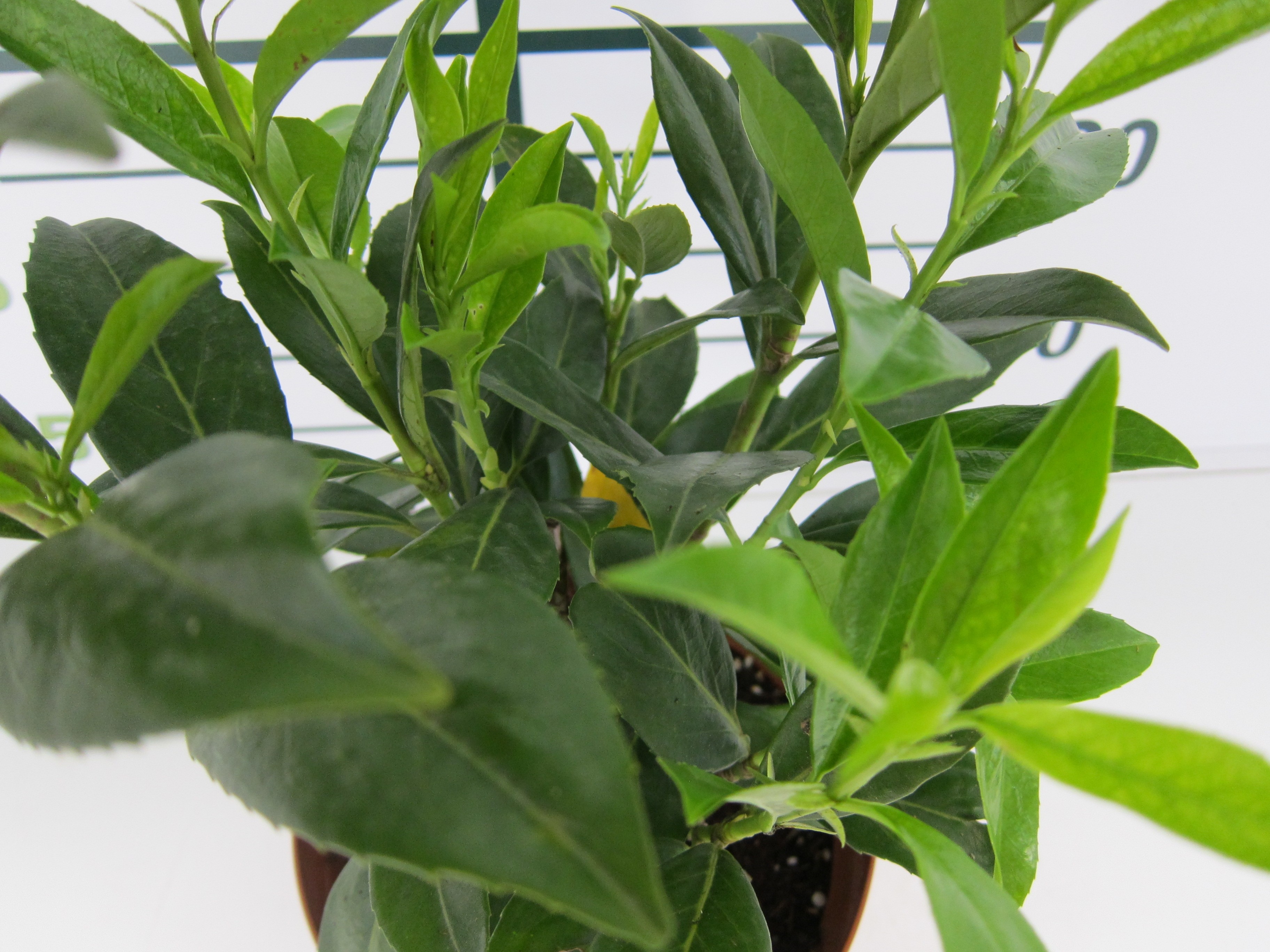 Viburnum lucidum 5L 50/60