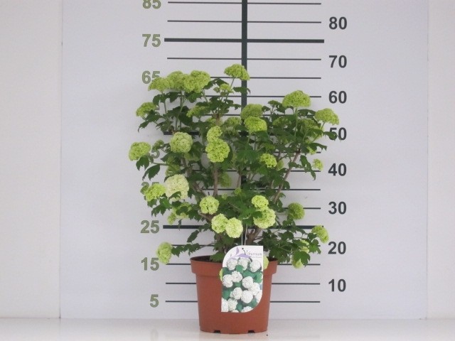 Viburnum opulus "Roseum" 5L 60/80