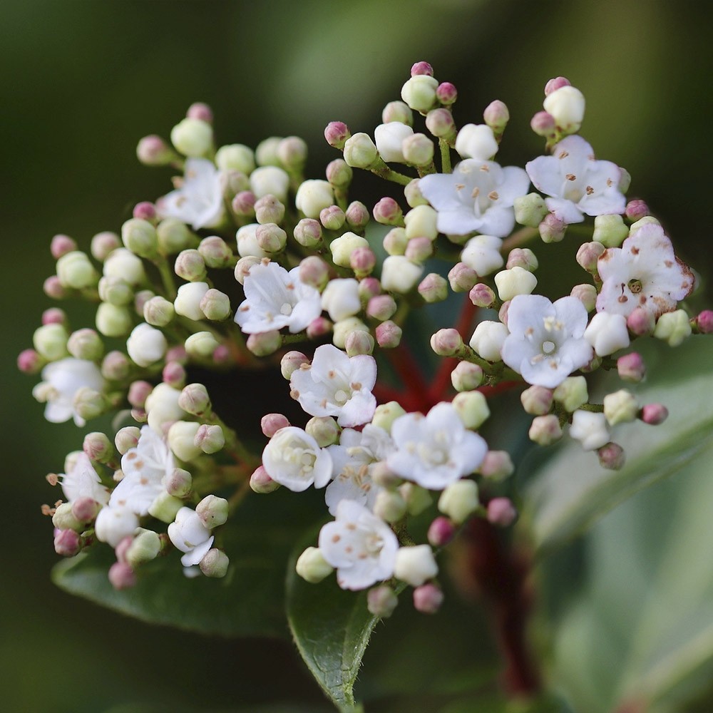 Viburnum tinus 2L 20/30