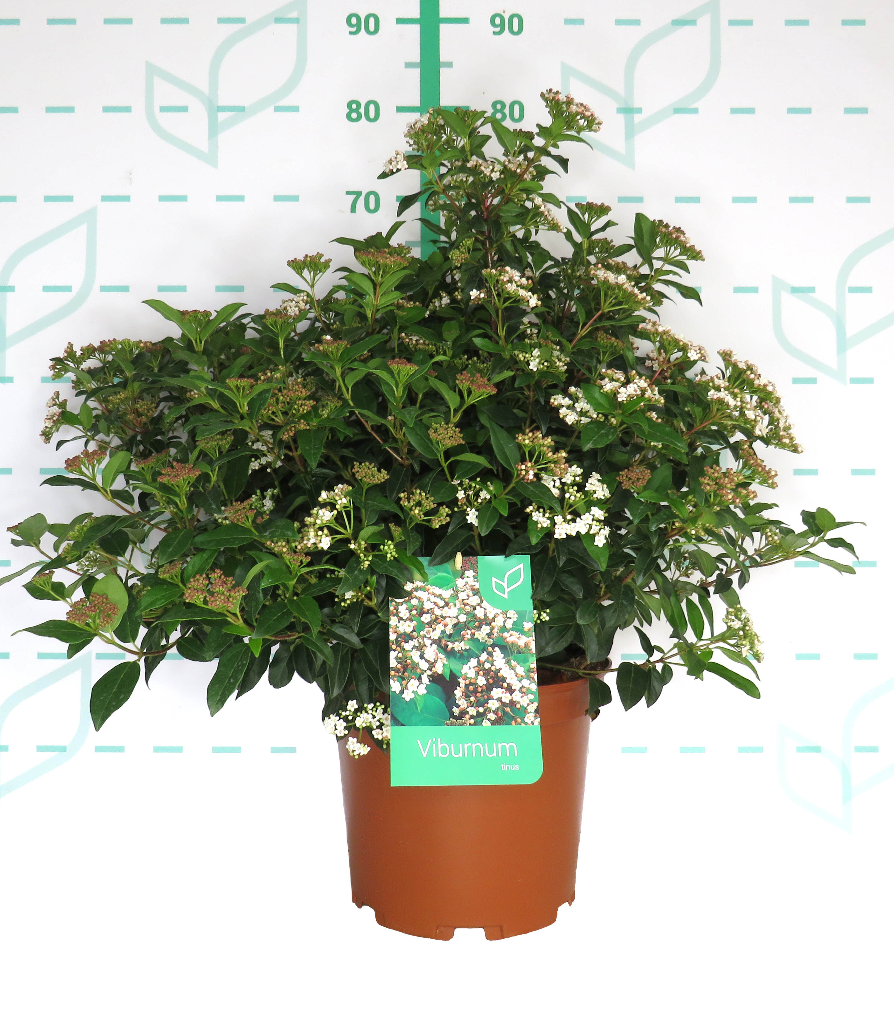 Viburnum tinus 10L 30/40