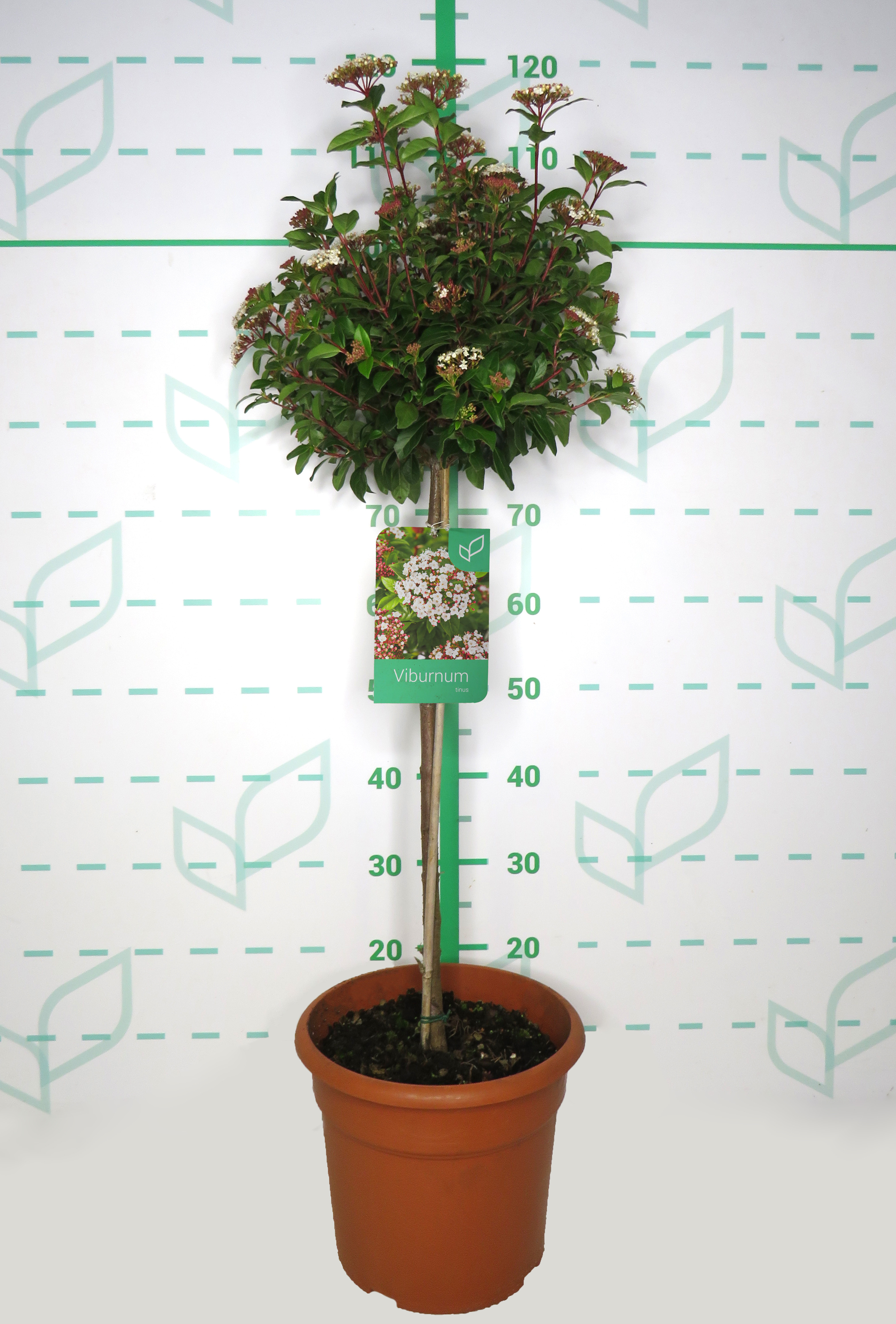 Viburnum tinus 10L Deco Ht 60 90/100