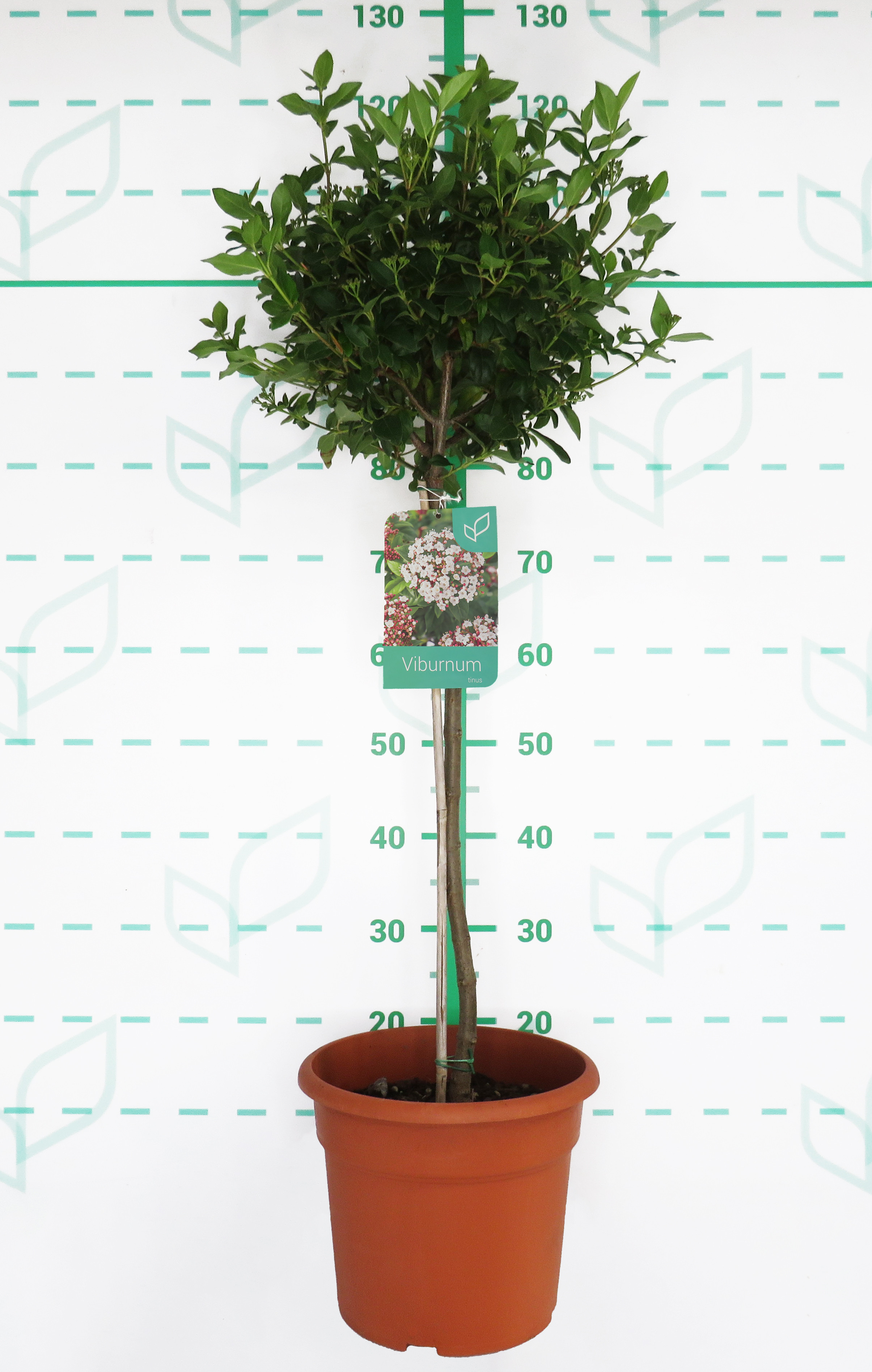 Viburnum tinus 10L Deco Ht 60 90/100