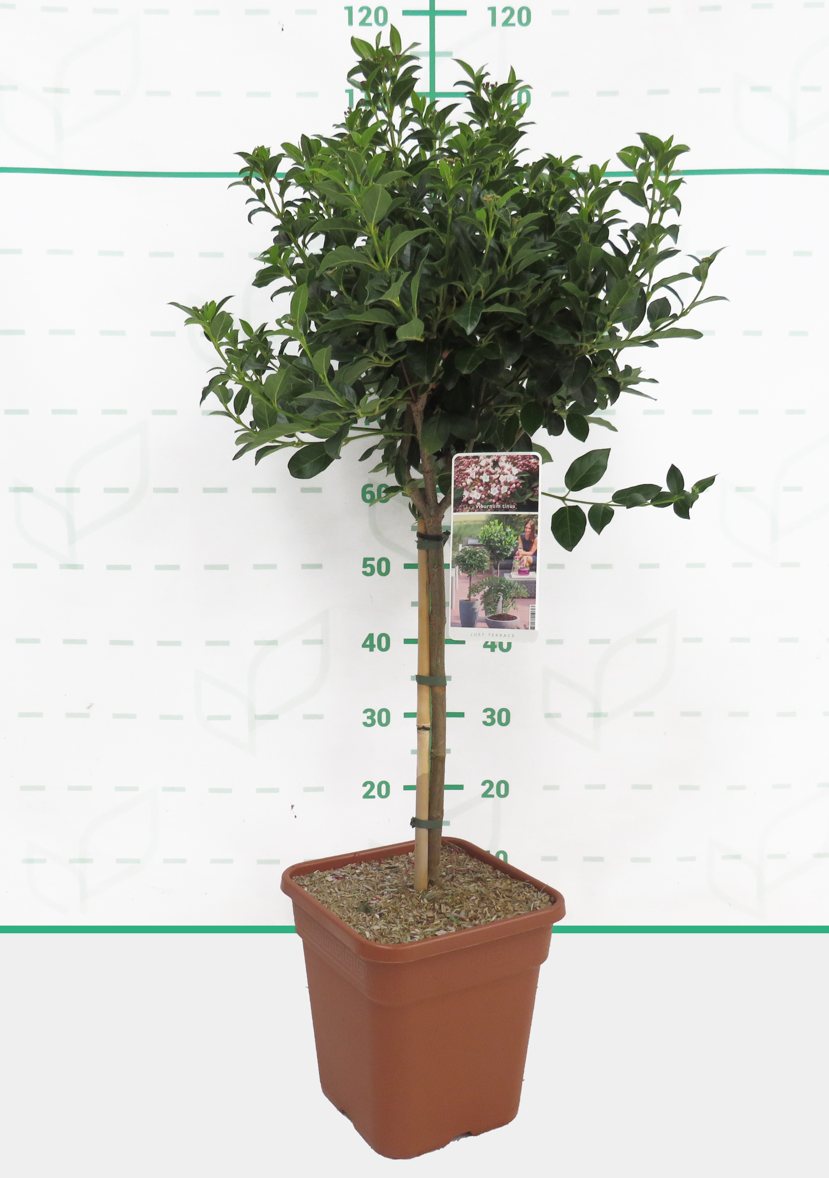 Viburnum tinus 11L Cuadrada Ht 40 80/100 (Mini Copa)