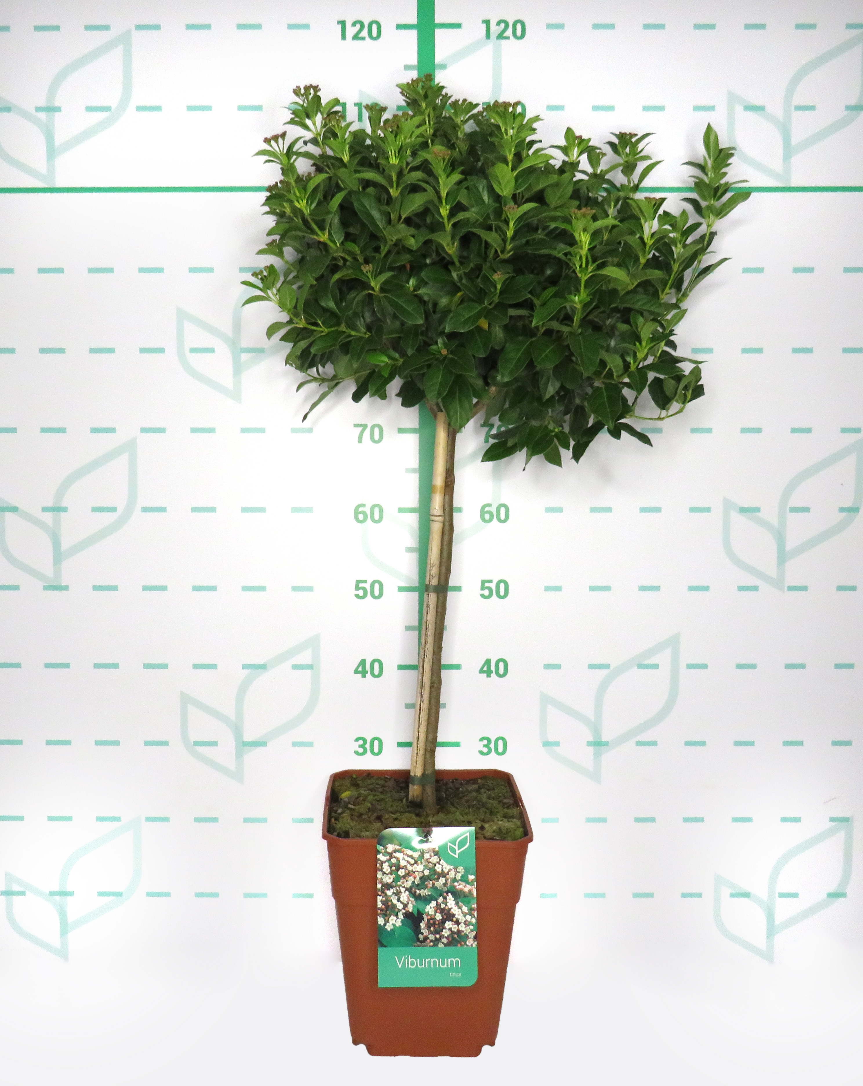 Viburnum tinus 11L Cuadrada Ht 40 80/100
