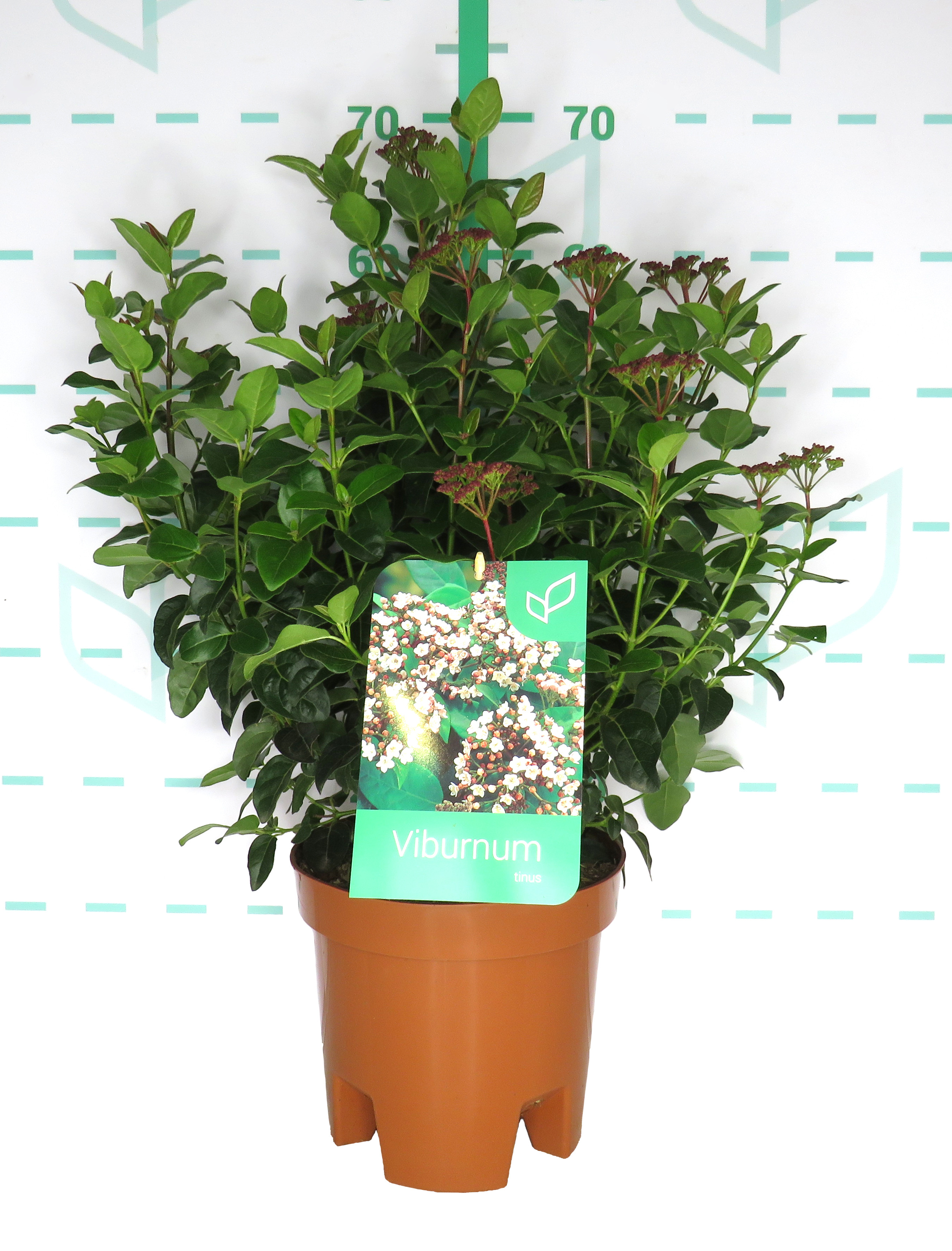 Viburnum tinus 5L 30/40  