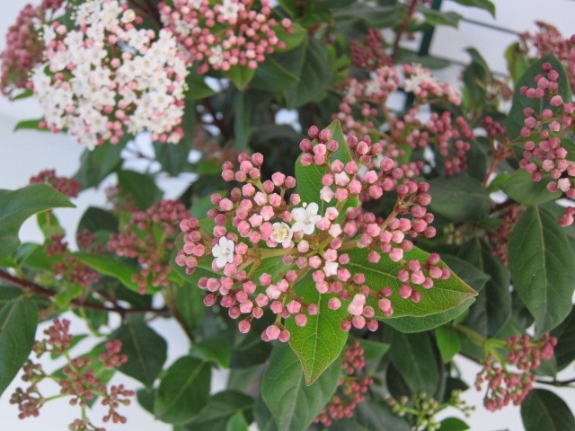 Viburnum tinus 7.5L 30/40 