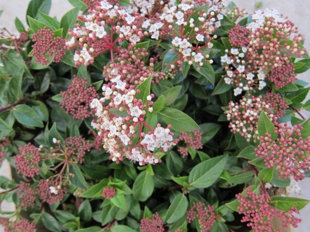 Viburnum tinus 10L Deco Ht 60 90/100