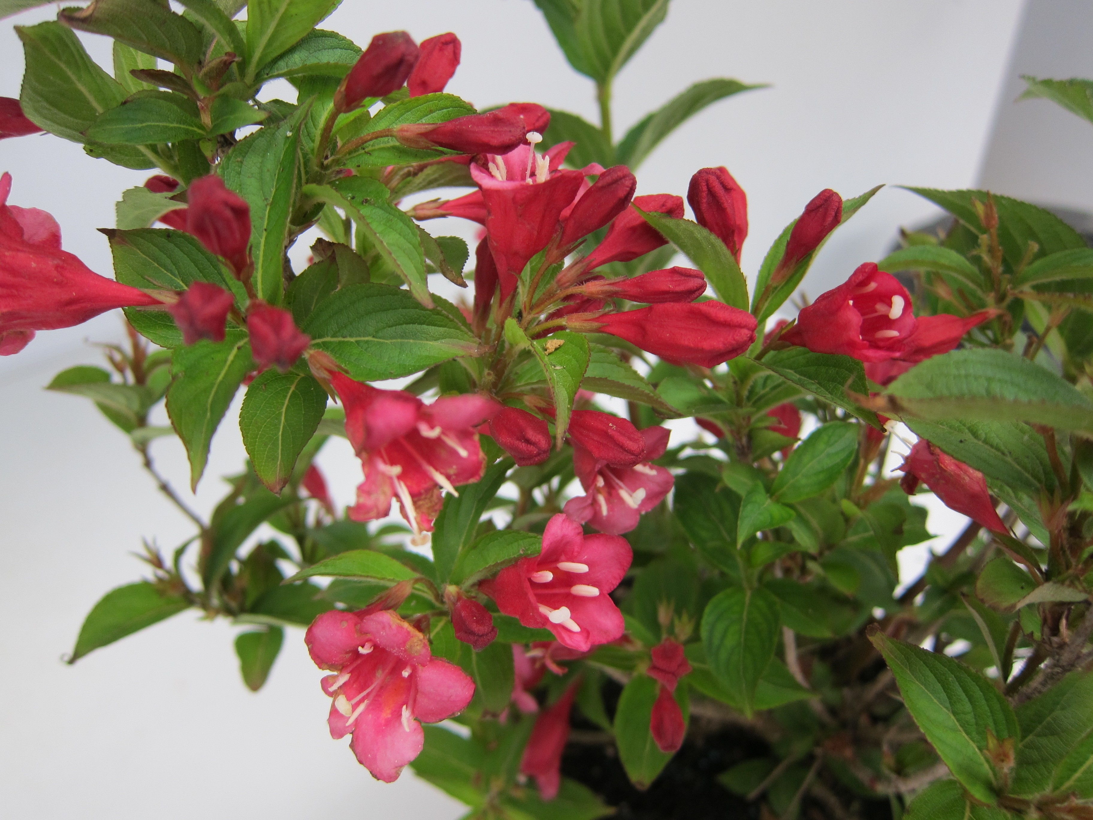 Weigela florida "Red Prince" 2.5L 20/30