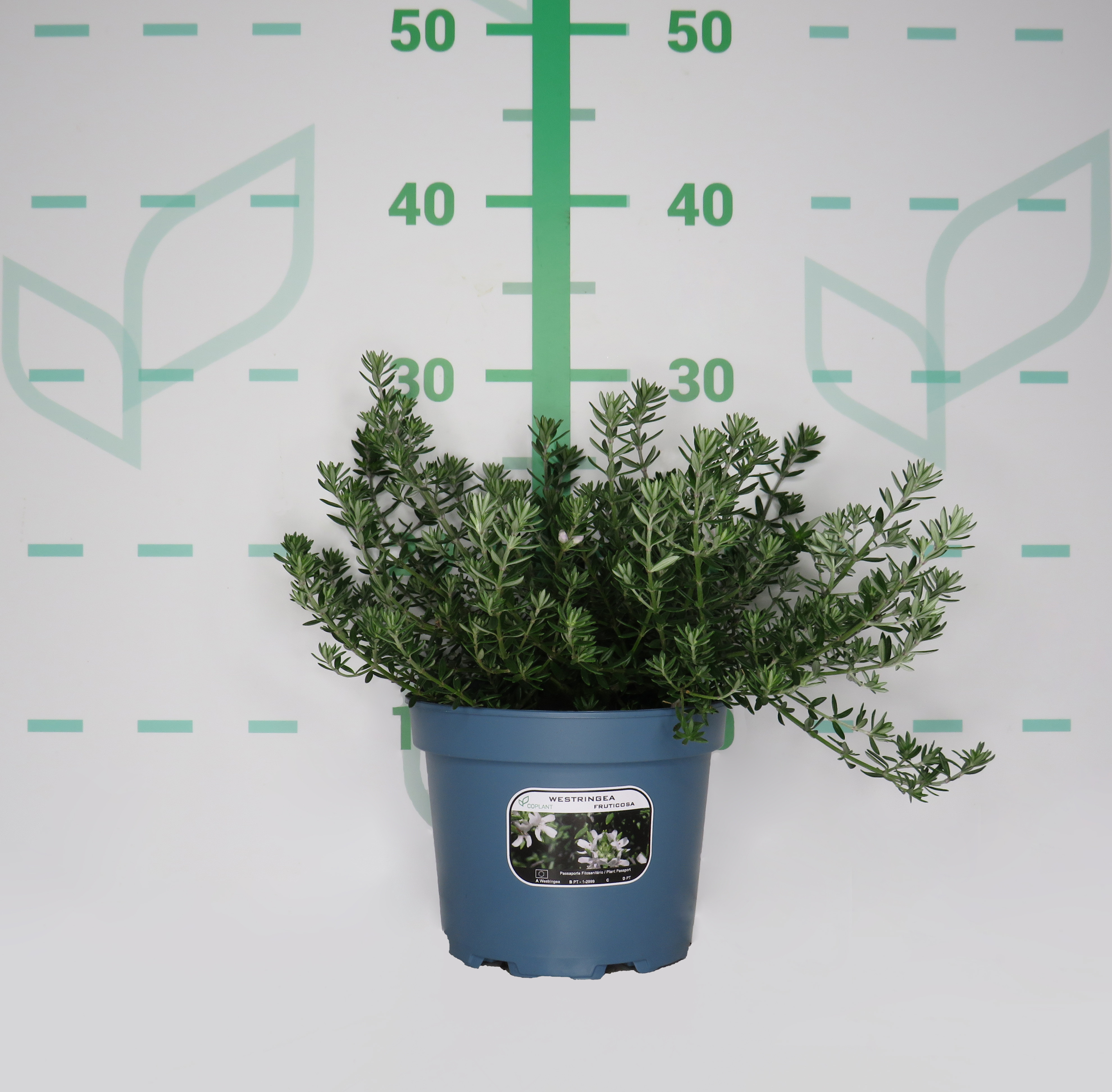 Westringia fruticosa 2L 15/20