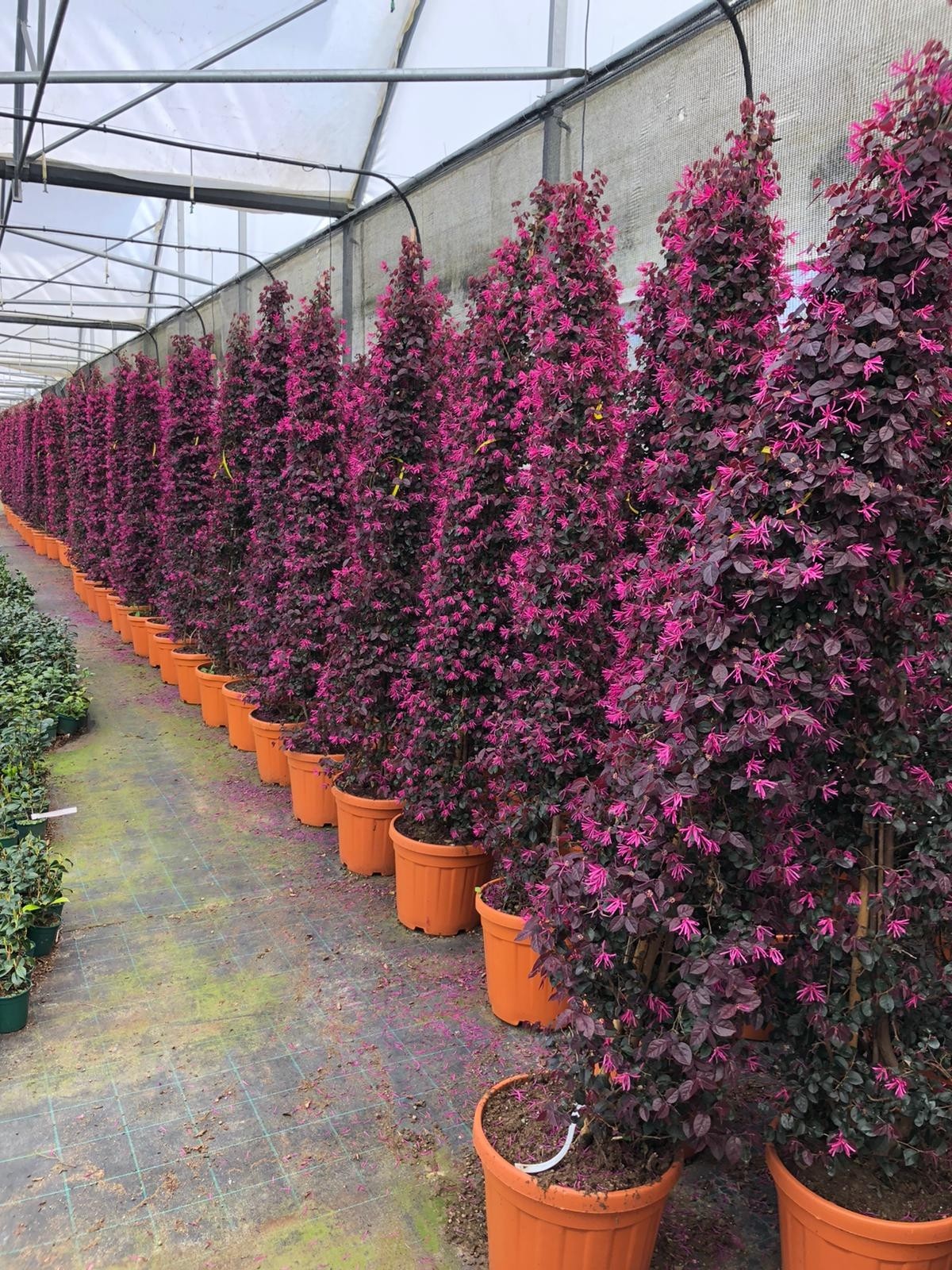 Loropetalum chinensis 20L 100/120 CONO:"Fede"