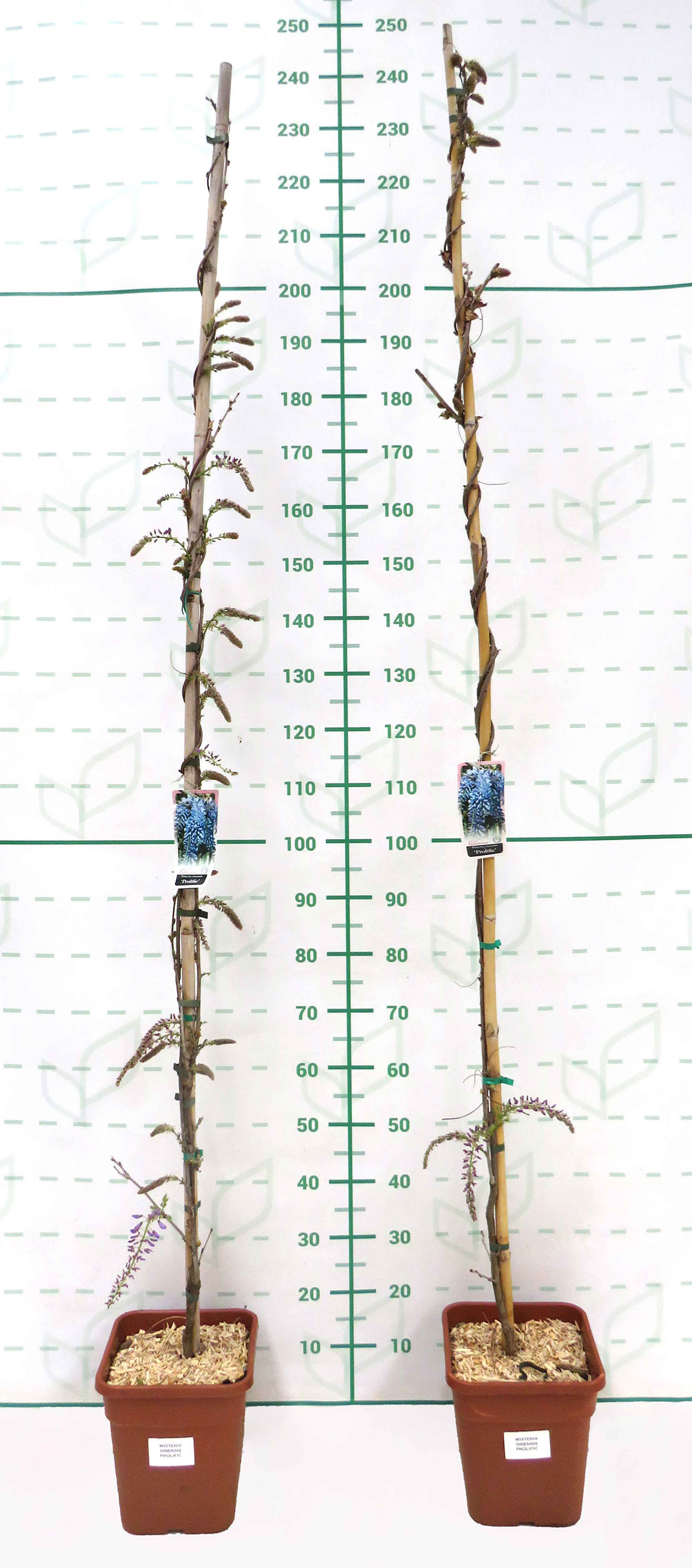 Wisteria  11L Cuadrada 200/225 Injertada