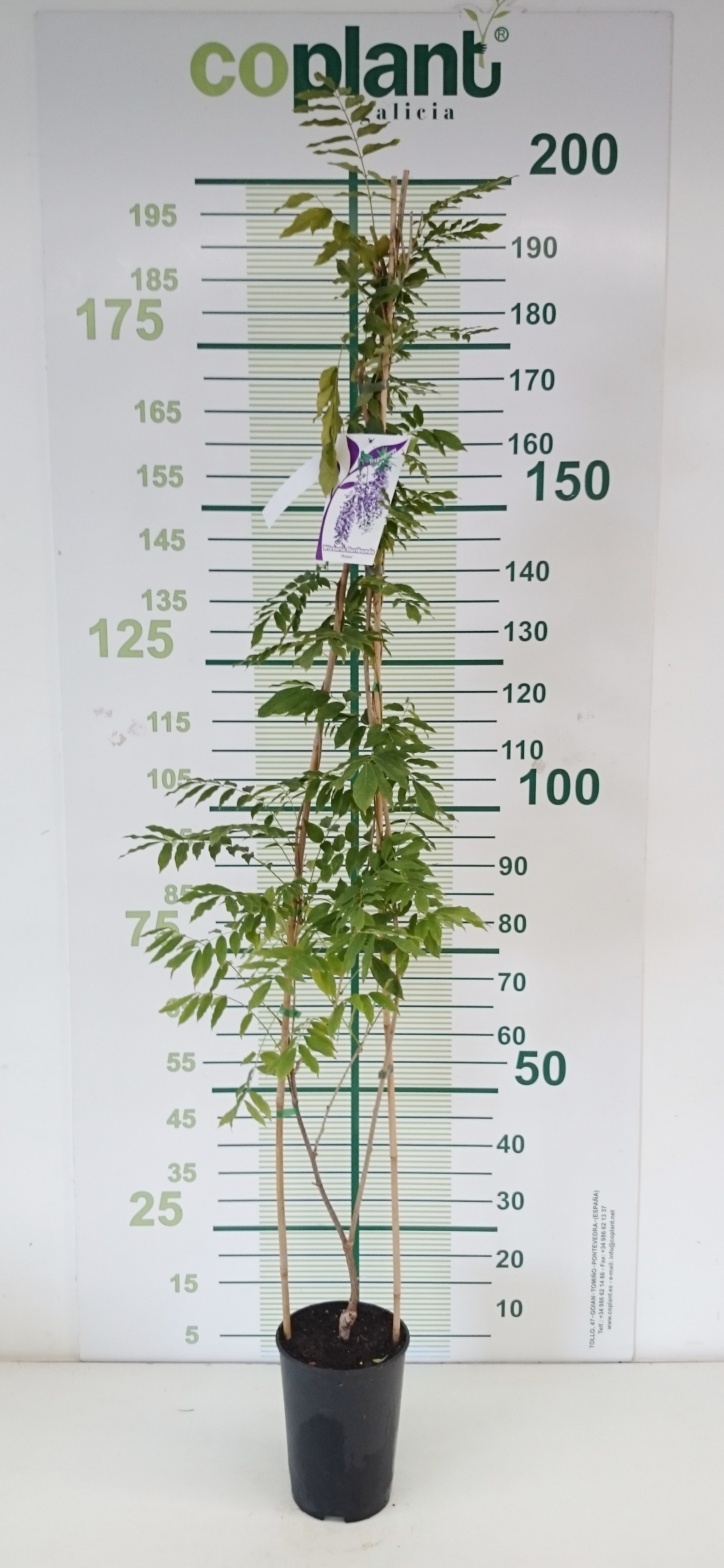 Wisteria floribunda "Longissima Alba" 5.5L alto 1 Tutor 150 120