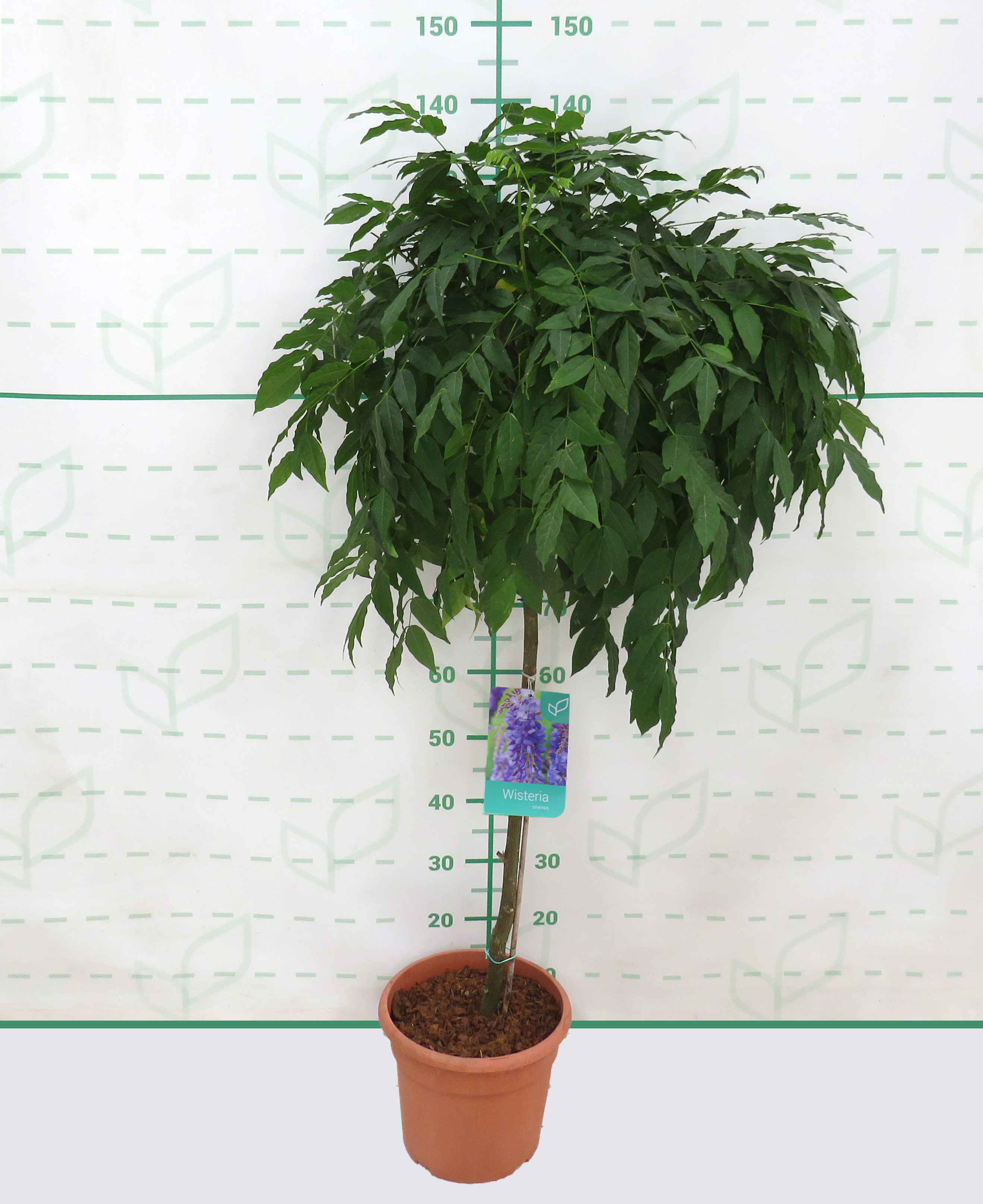 Wisteria sinensis 10L Deco Ht 60-80 100/120 "Alba";"Russelliana""Violacea Plena"