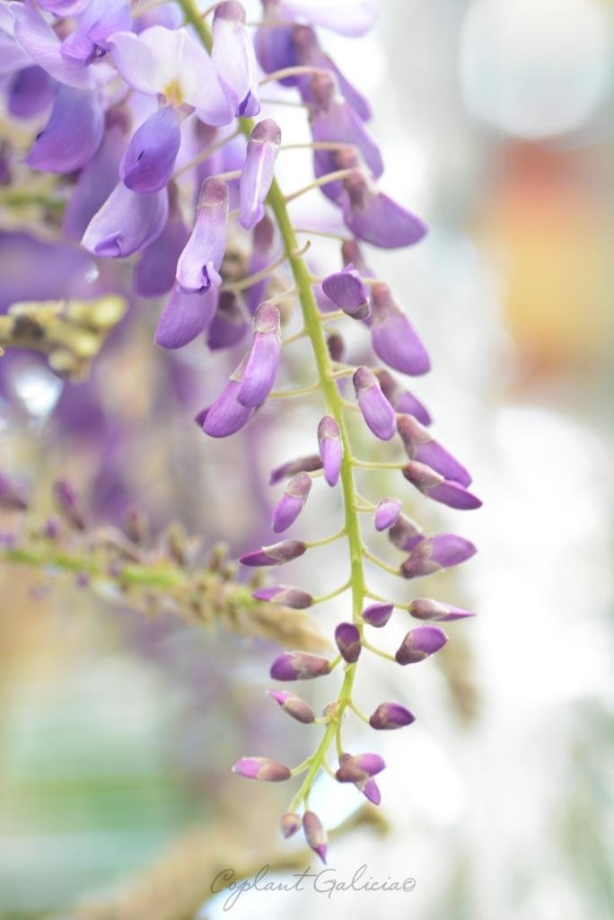 Wisteria sinensis 2L Alto 3 Tutores 60