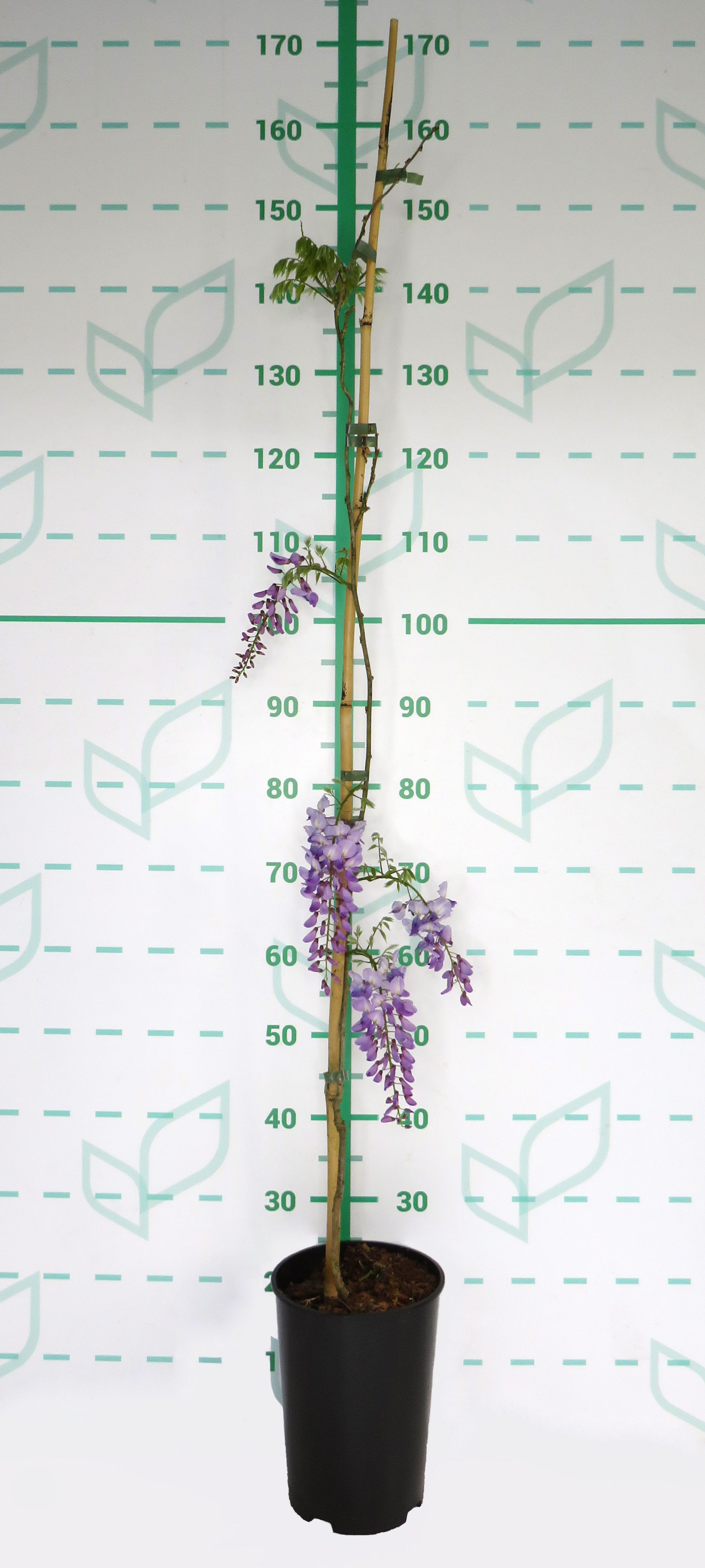 Wisteria sinensis 5.5L Alto 1 Tutores 150