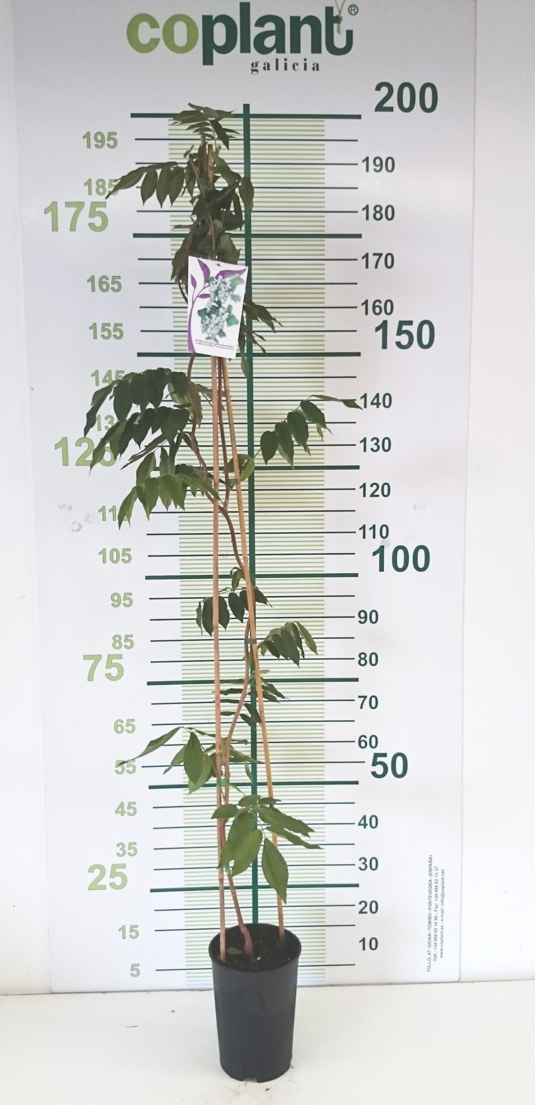 Wisteria venusta 5.5L Alto 1 Tutor 150 120