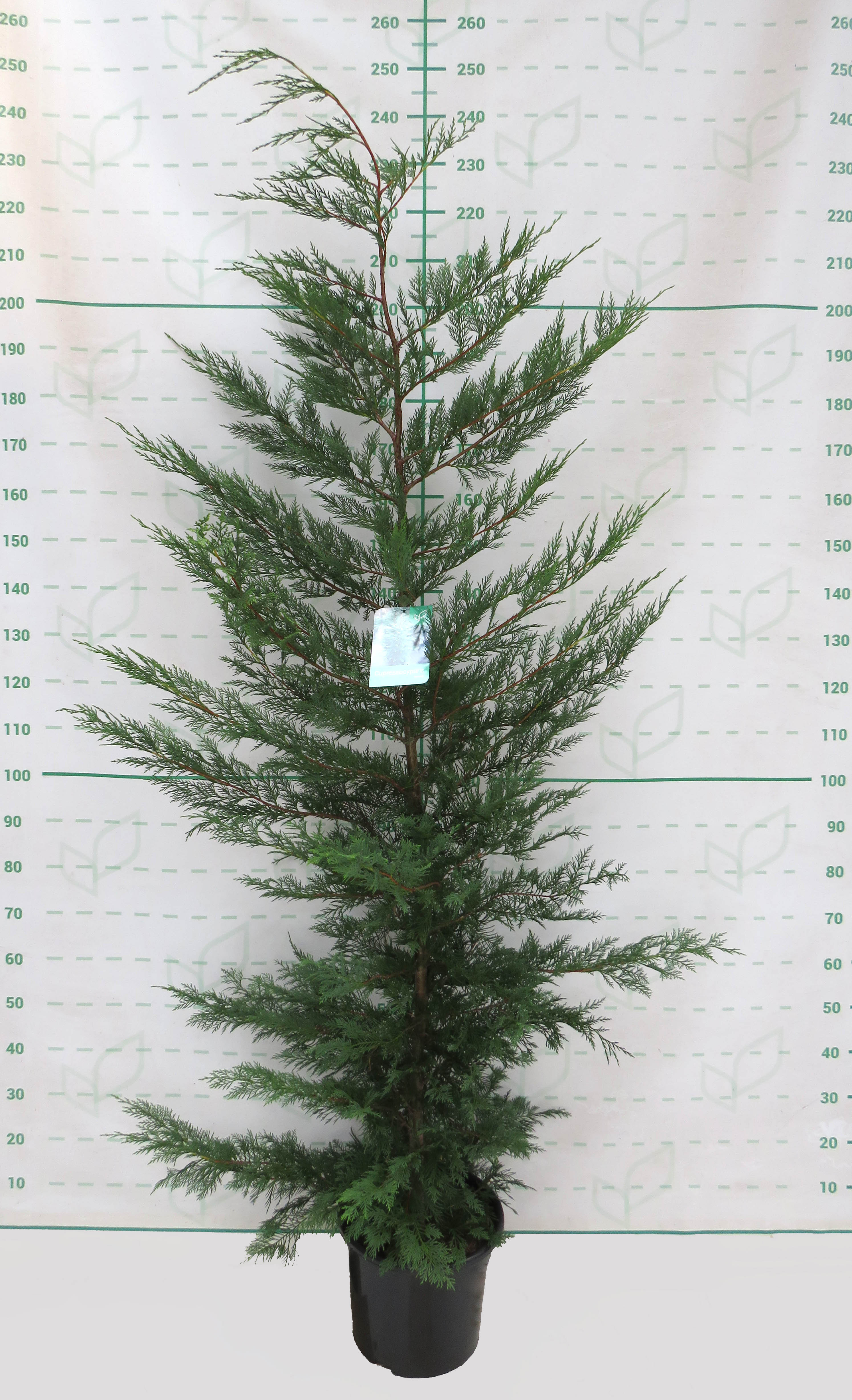 x Cupressocyparis leylandii 15L 200/225