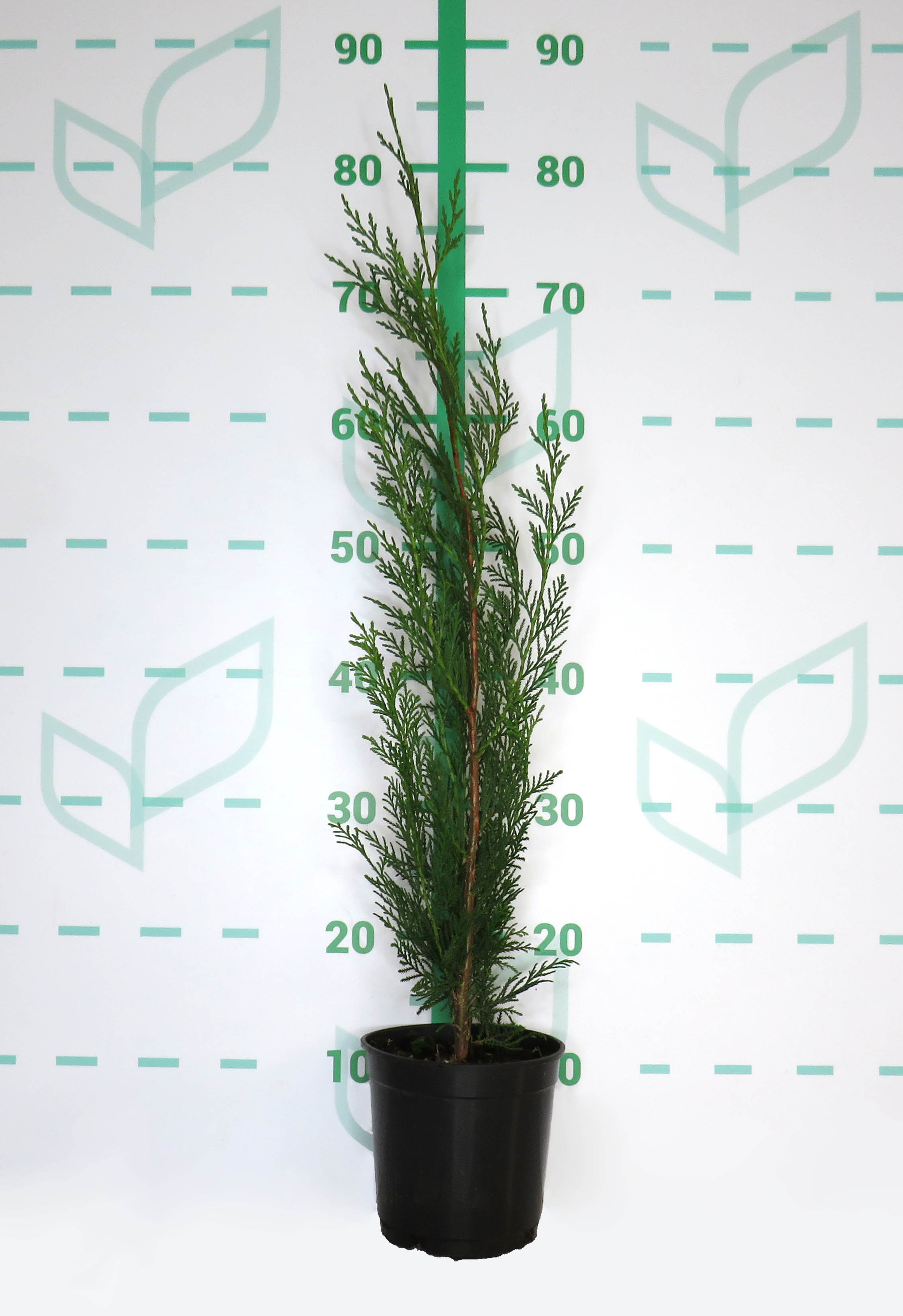 x Cupressocyparis leylandii "2001" 1.7L 60/70
