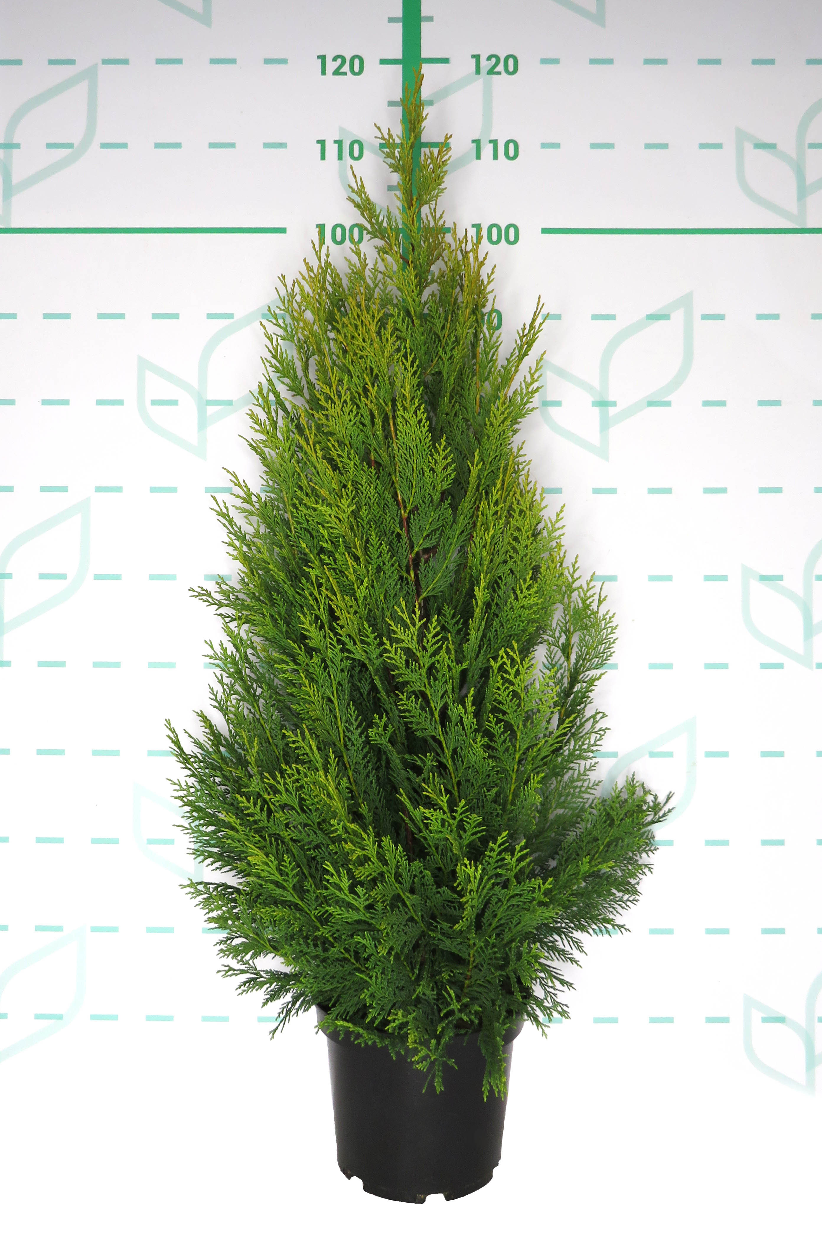 x Cupressocyparis leylandii "Pyramidalis Aurea" 5L 80/100