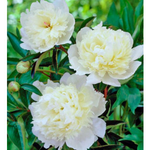 Paeonia lactiflora 3.5L 30/40