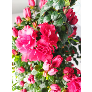 Azalea indica 3L 40 Piramide