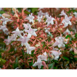 Abelia x grandiflora 10L Piramide 50/60