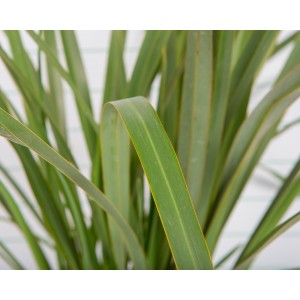 Phormium tenax 3L 4-6 30/40