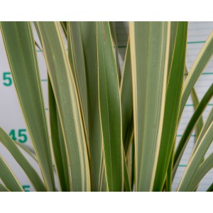 Phormium tenax "Variegata" 3L 2-4 30/40