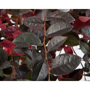 Loropetalum chinensis  10L Deco Ht 50 80/100 "Fede"