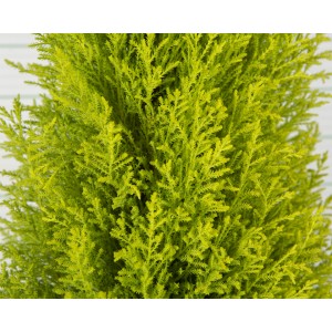 Cupressus macrocarpa "Wilma" 10L Deco 70/80