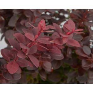 Berberis thunbergii  "Atropurpurea Nana" 2L 15/20