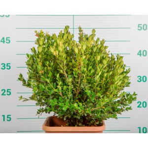 Buxus microphylla "Faulkner" 5L Deco Cuadrada 25/30