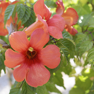 Campsis x tagliabuana "Madame Galen" 5.5L Alto 1 Tutor 120