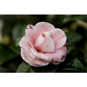 Camellia 90L 175/200
