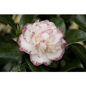 Camellia 10L 80/110 