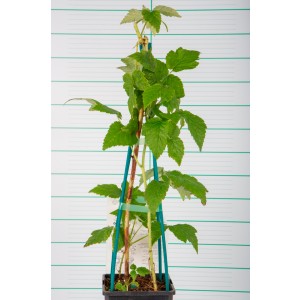 Rubus idaeus "Fall Gold" 2L Alto 4 Tutores 60  (Frambuesa amarilla)
