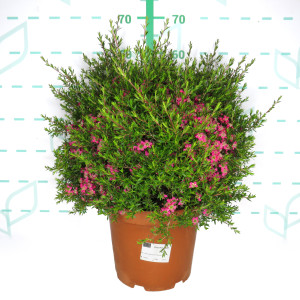 Leptospermum Colección ® 10L 30/40 "Merinda";"White Wave";Tickled Pink"