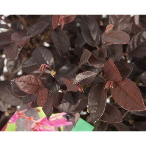 Loropetalum chinensis "Fire Dance" 5L 30/35