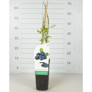 Vaccinium corymbosum 2L Alto 4 Tutores 60 40