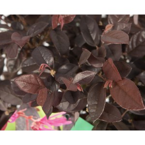 Loropetalum chinensis "Fire Dance" 10L 30/35