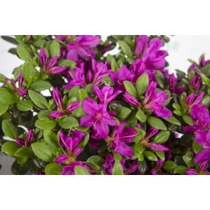 Azalea japonica 5L 30/40