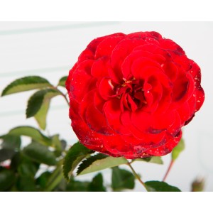 Rosal paisajistico 2L 20/25 DP 15/20