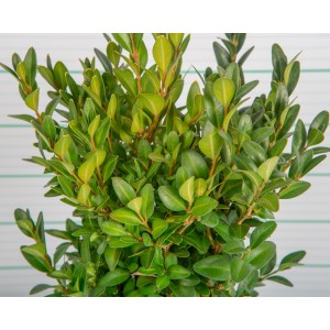 Buxus sempervirens 2L 20/25