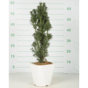 Taxus baccata "Fastigiata Robusta" 3L R/C 30/40