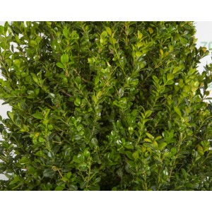Buxus arborescens 25L 70/80 Cónico