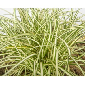 Carex oshimensis "Evergold" 2.5L R/C 20/30