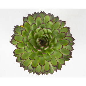 Sempervivum 1L Bandejas de 8 uds; "Reinhard"