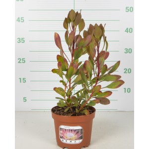 Protea 2L Pink King;